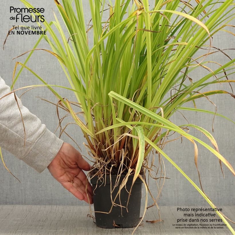 Esimerkki syksyllä toimitetusta Nuokkusara - Carex pendula 2 litran/3 litran ruukku-taimesta