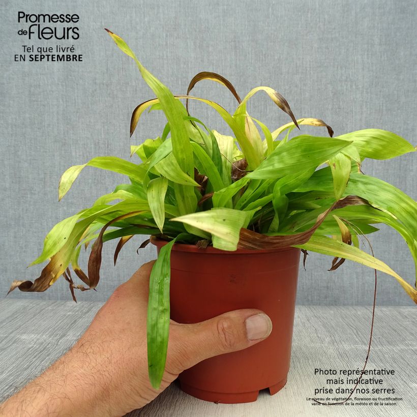 Esimerkki syksyllä toimitetusta Varjosara - Carex plantaginea 1 litran / 1,5 litran ruukku-taimesta