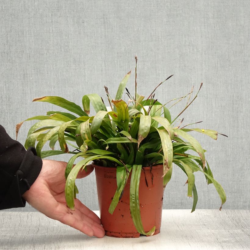 Esimerkki kesällä toimitetusta Varjosara - Carex plantaginea Ruukku 1L / 1,5L-taimesta