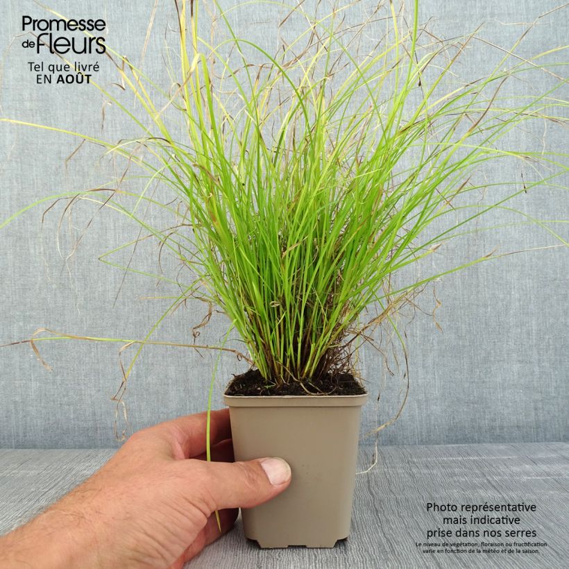 Esimerkki kesällä toimitetusta Hajasara - Carex remota Taimiruukku 8/9 cm-taimesta