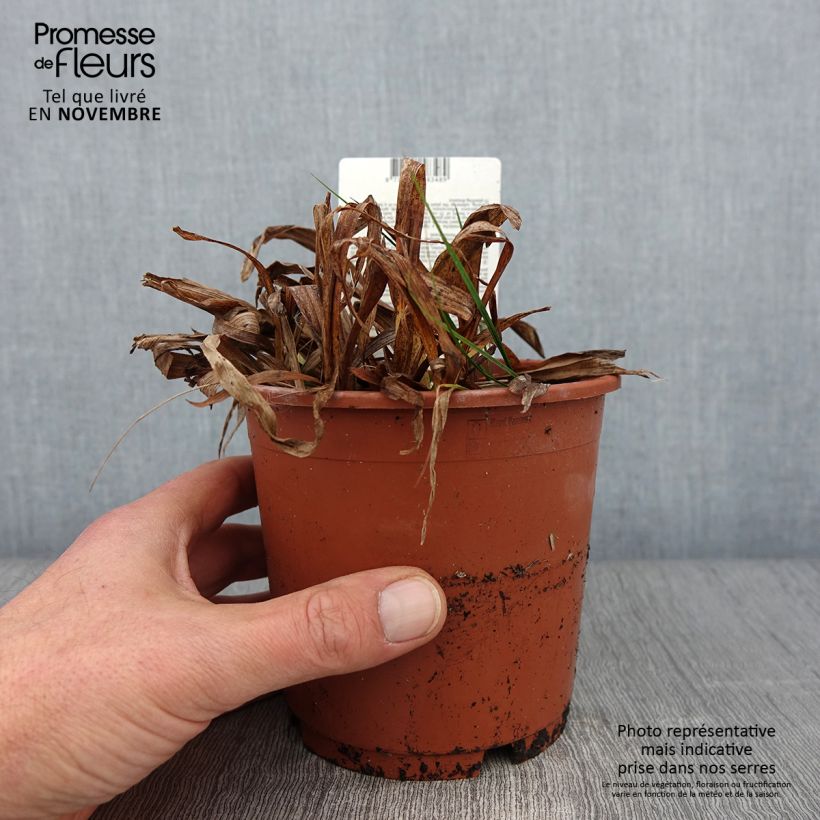 Esimerkki syksyllä toimitetusta Carex siderosticta Variegata - Laîche Pot de 1L/1,5L-taimesta