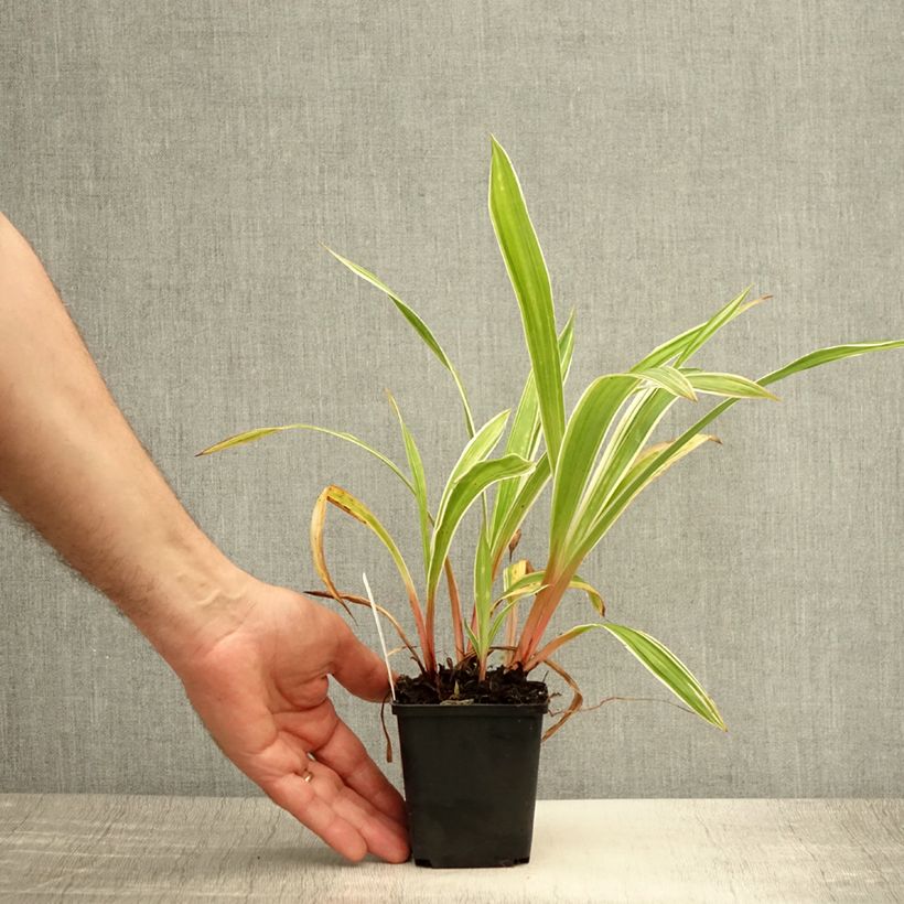 Esimerkki kesällä toimitetusta Idänvarjosara Variegata Taimiruukku 8/9 cm-taimesta
