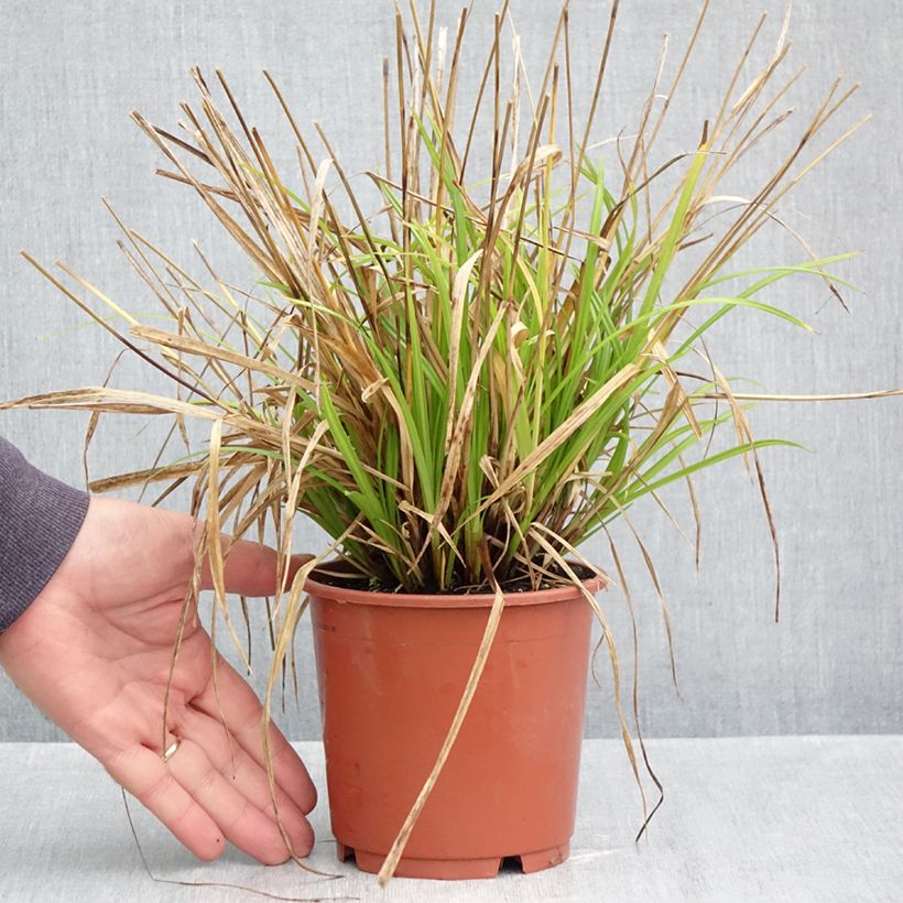 Esimerkki syksyllä toimitetusta Sara - Carex sylvatica 1 litran / 1,5 litran ruukku-taimesta