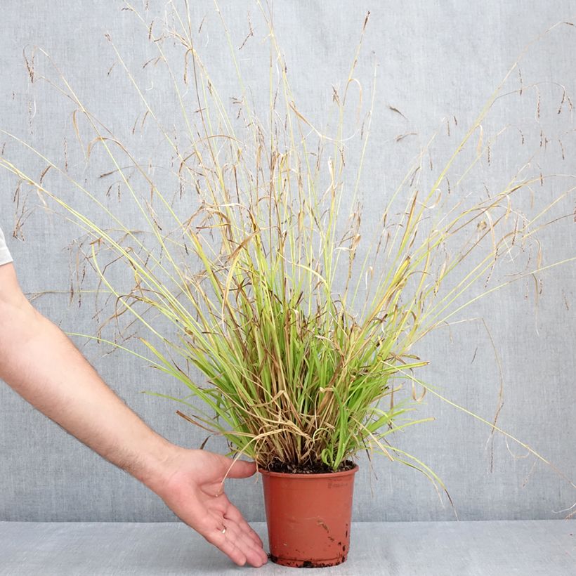 Esimerkki kesällä toimitetusta Sara - Carex sylvatica Pot de 1L/1,5L-taimesta