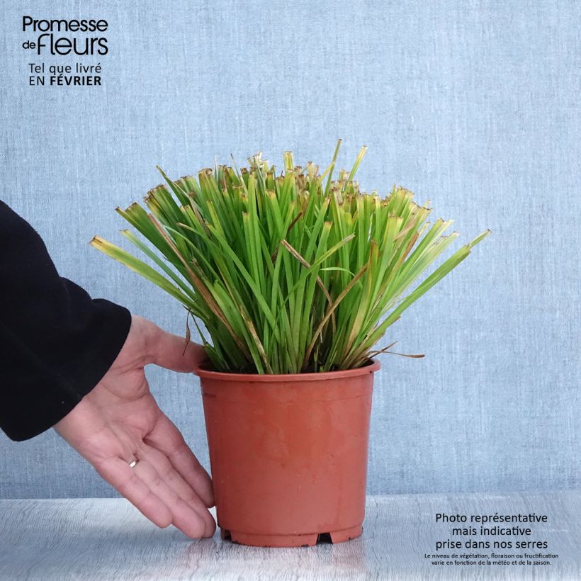 Esimerkki talvella toimitetusta Carex sylvatica - Laîche des bois Pot de 1L/1,5L-taimesta