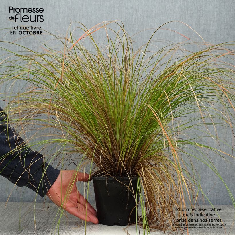 Esimerkki syksyllä toimitetusta Sara Prairie Fire 2 litran/3 litran ruukku-taimesta