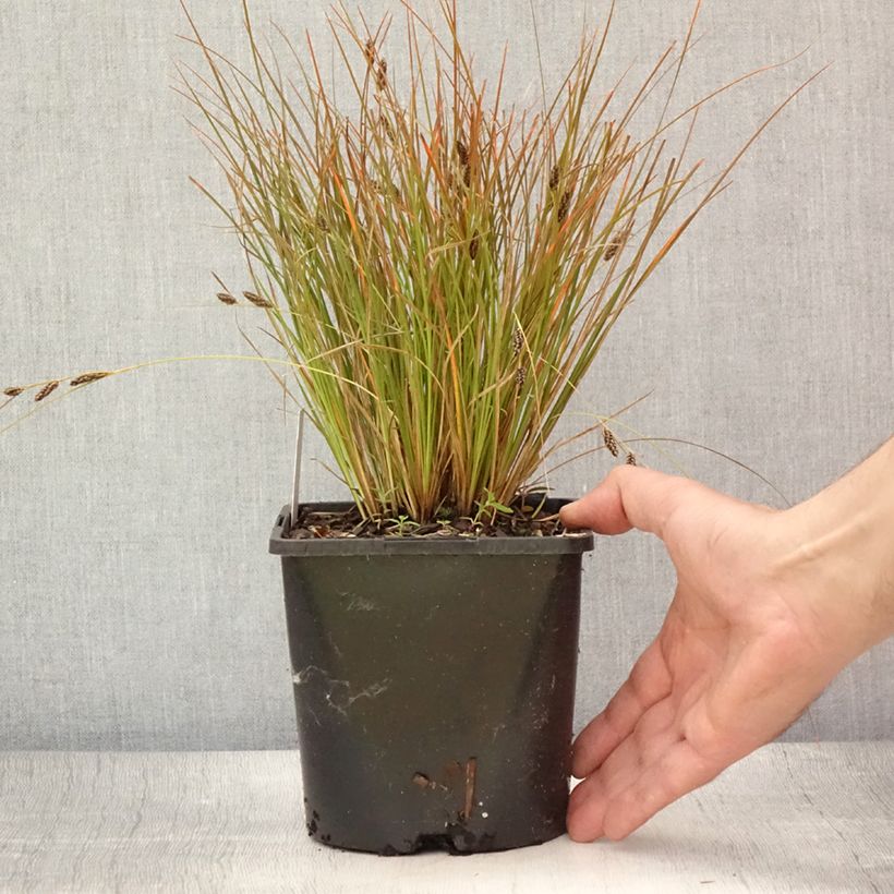 Esimerkki kesällä toimitetusta Sara Prairie Fire Ruukku 2L / 3L-taimesta