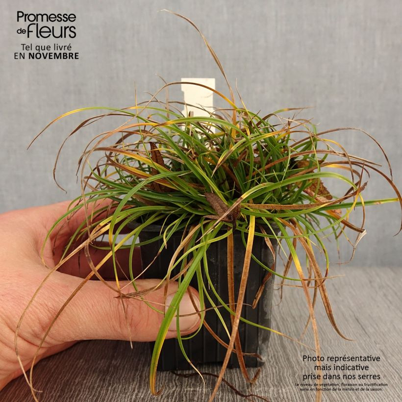 Esimerkki syksyllä toimitetusta Sara - Carex umbrosa 8/9 cm taimiruukku-taimesta