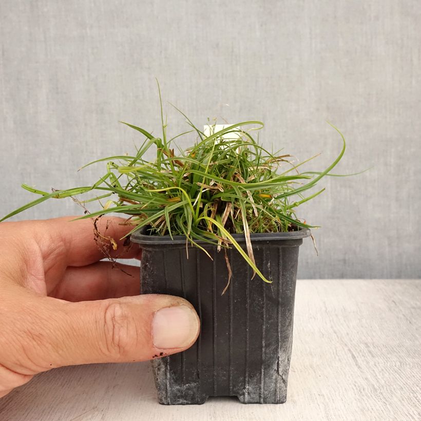 Esimerkki kesällä toimitetusta Sara - Carex umbrosa Godet de 8/9 cm-taimesta