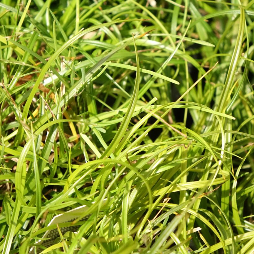 Sara - Carex umbrosa (Lehvistö)