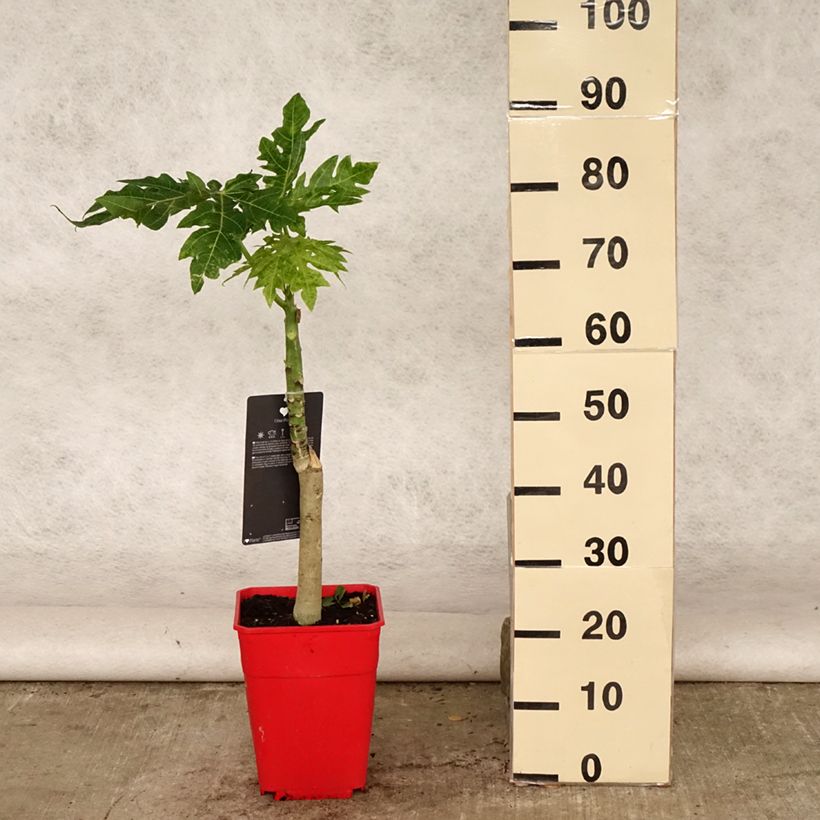 Esimerkki kesällä toimitetusta Tarhapapaija - Carica papaya 6 litran/7 litran ruukku-taimesta