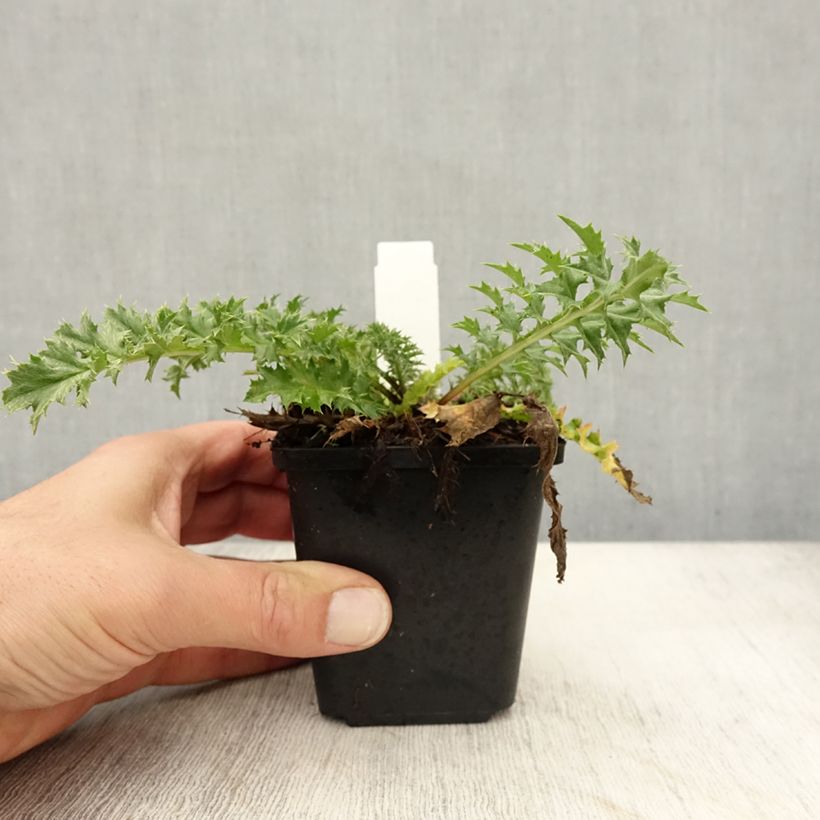 Esimerkki syksyllä toimitetusta Hopeakurho Bronze 8/9 cm taimiruukku-taimesta