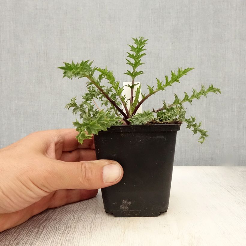 Esimerkki kesällä toimitetusta Hopeakurho Bronze Godet de 8/9 cm-taimesta