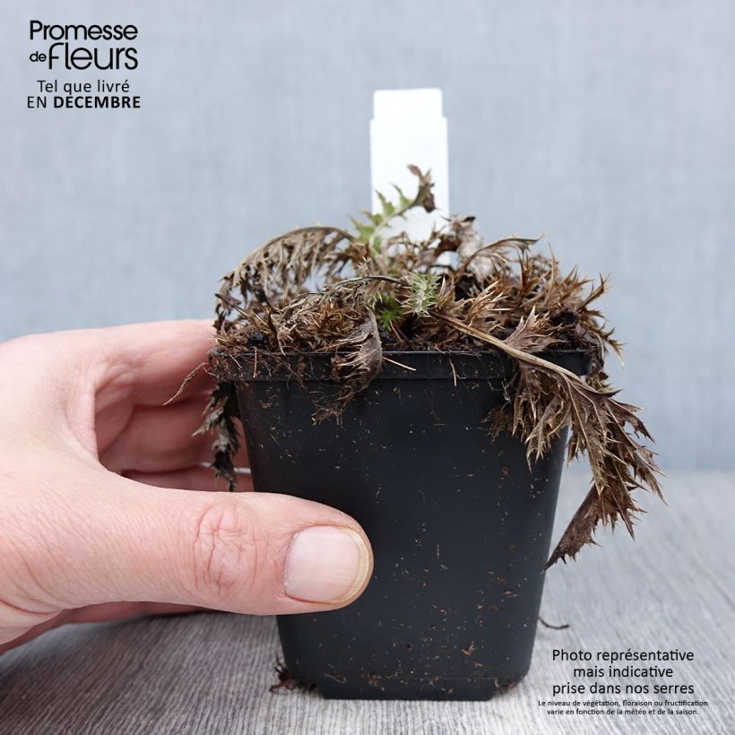 Esimerkki syksyllä toimitetusta Hopeakurho - Carlina acaulis subsp. simplex 8/9 cm taimiruukku-taimesta