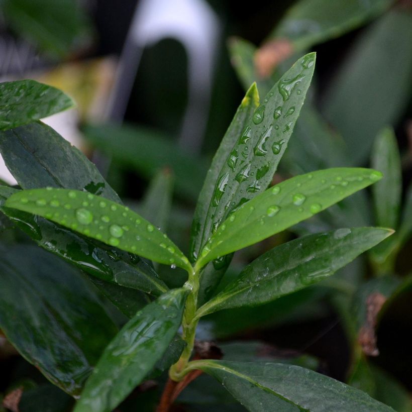 Carpenteria californica (Lehvistö)