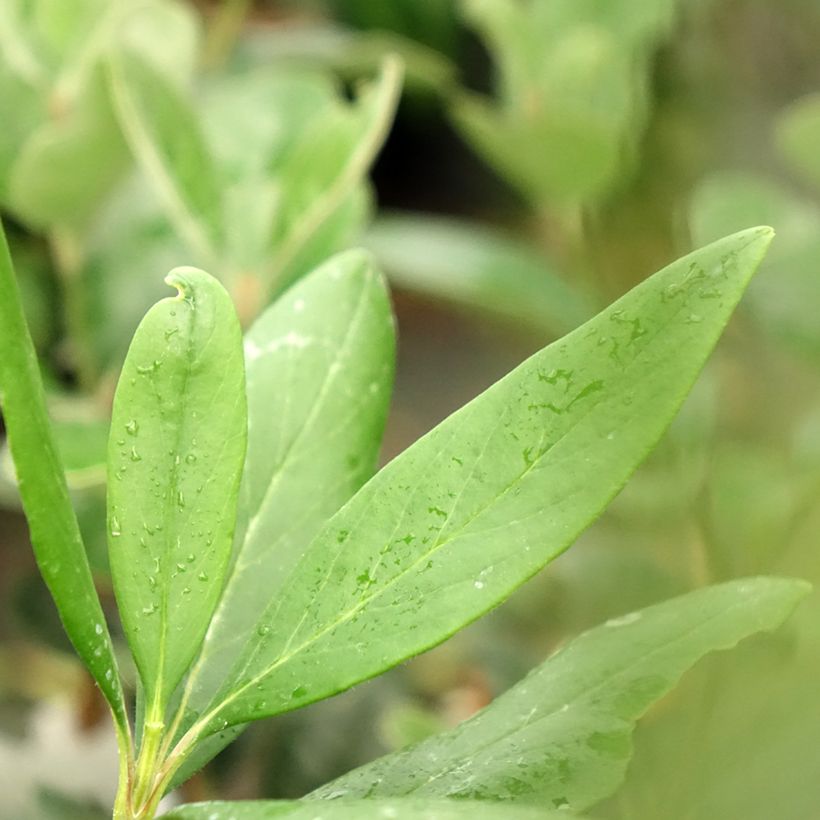 Carpenteria californica (Lehvistö)