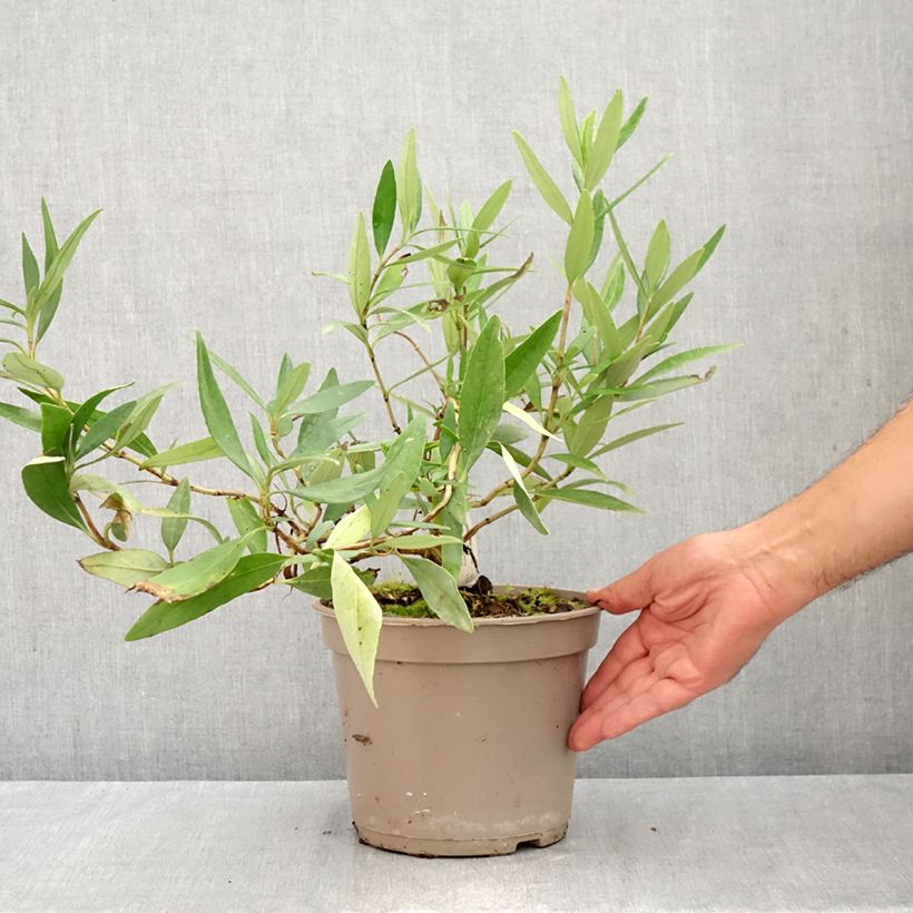 Esimerkki kesällä toimitetusta Carpenteria californica Pot de 3L/4L-taimesta