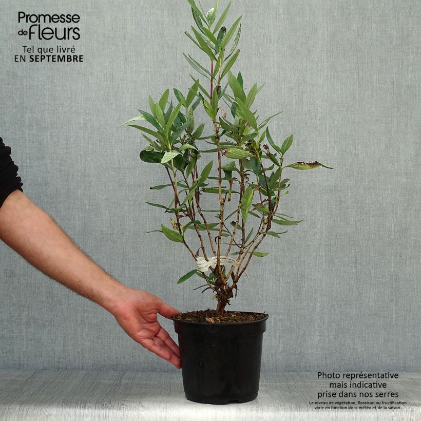 Esimerkki syksyllä toimitetusta Carpenteria californica 3 litran/4 litran ruukku-taimesta