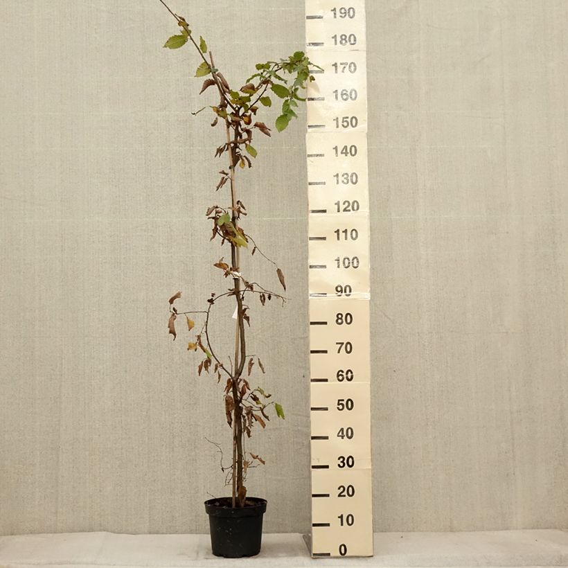 Esimerkki syksyllä toimitetusta Valkopyökki - Carpinus betulus 4 litran/5 litran ruukku-taimesta
