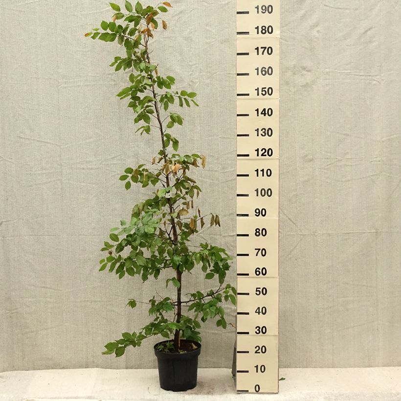 Esimerkki kesällä toimitetusta Valkopyökki - Carpinus betulus Ruukku 4L / 5L-taimesta