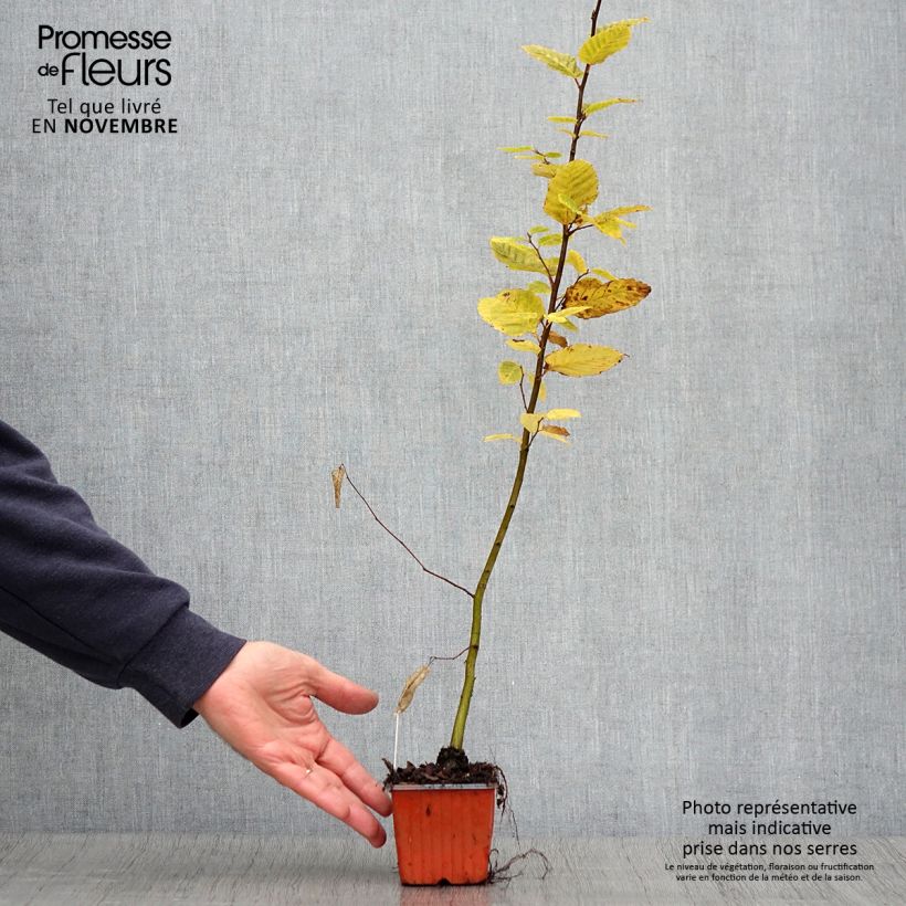 Esimerkki syksyllä toimitetusta Valkopyökki - Carpinus betulus 8/9 cm taimiruukku-taimesta