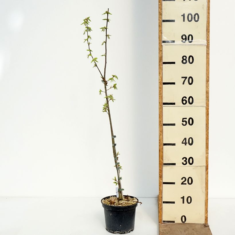 Esimerkki keväällä toimitetusta Valkopyökki A. Beeckman Pot de 3L/4L-taimesta