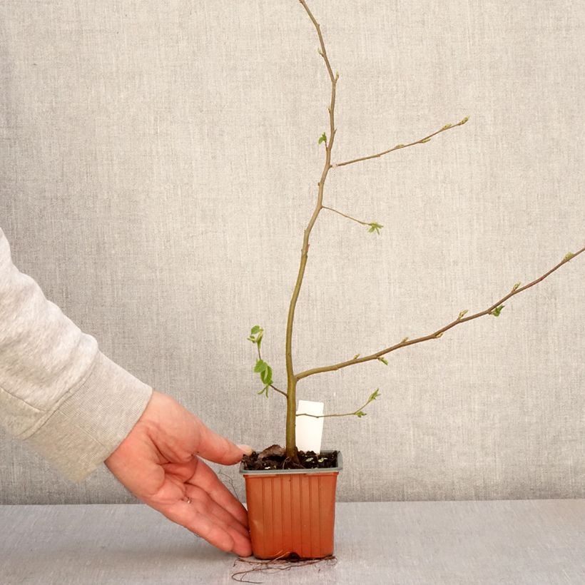 Esimerkki keväällä toimitetusta Valkopyökki - Carpinus betulus 8/9 cm taimiruukku-taimesta