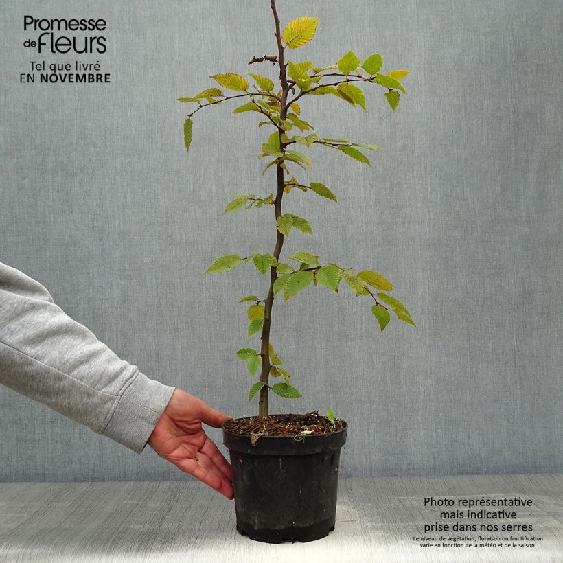 Esimerkki syksyllä toimitetusta Valkopyökki - Carpinus betulus 2 litran/3 litran ruukku-taimesta