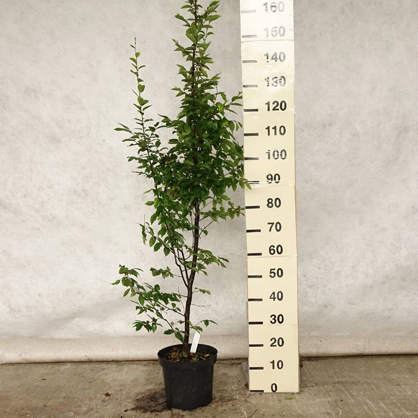 Esimerkki kesällä toimitetusta Valkopyökki Fastigiata Pot de 4L/5L-taimesta