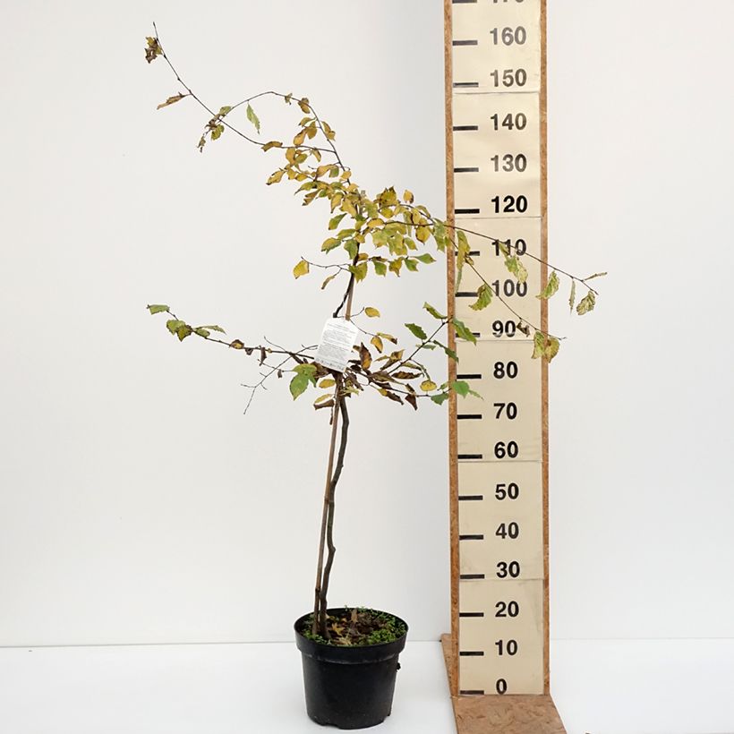 Esimerkki syksyllä toimitetusta Valkopyökki Foliis Argenteovariegatis Pendula 4 litran/5 litran ruukku-taimesta