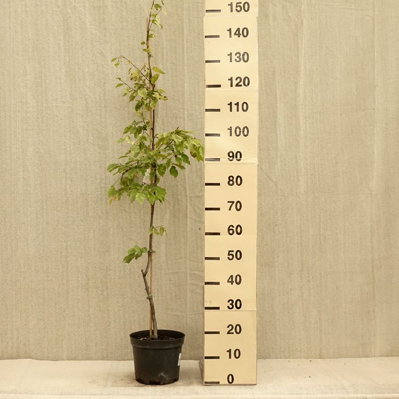 Esimerkki kesällä toimitetusta Valkopyökki Foliis Argenteovariegatis Pendula 4 litran/5 litran ruukku-taimesta