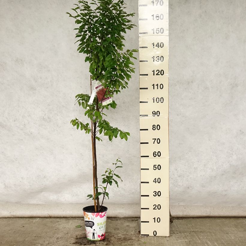 Esimerkki kesällä toimitetusta Valkopyökki Orange Retz Pot de 4L/5L-taimesta