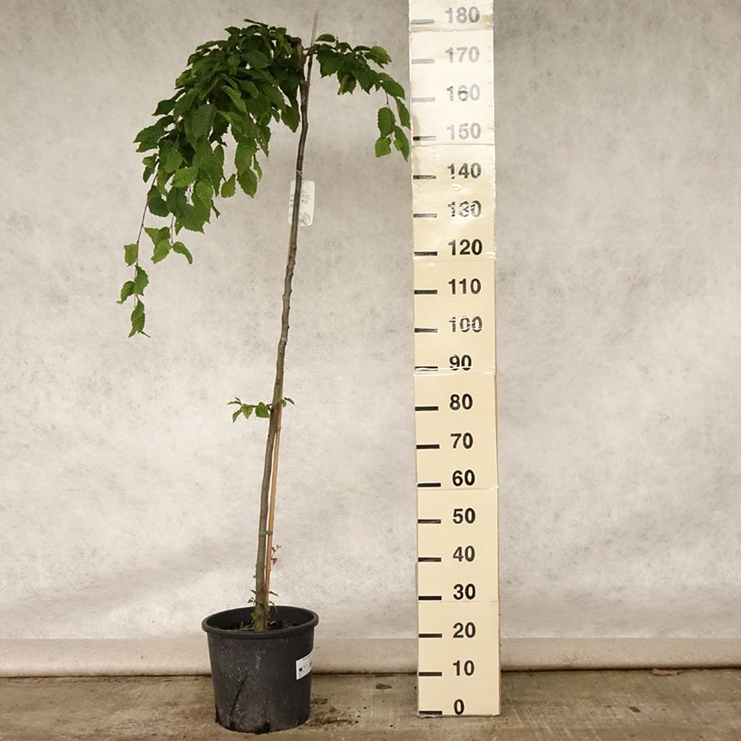 Esimerkki kesällä toimitetusta Valkopyökki Pendula Pot de 12L/15L, Tige-taimesta