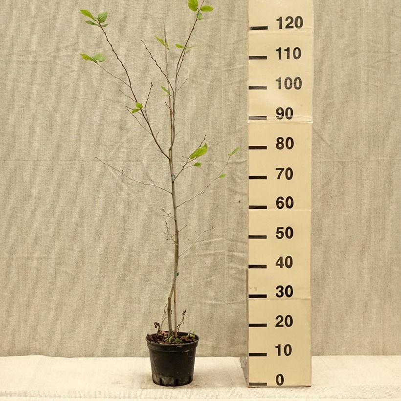 Esimerkki syksyllä toimitetusta Valkopyökki Quercifolia 2 litran/3 litran ruukku-taimesta