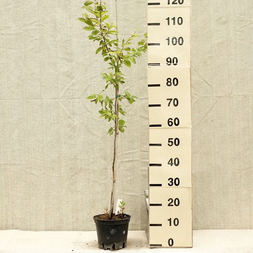 Esimerkki kesällä toimitetusta Valkopyökki Quercifolia Pot de 2L/3L-taimesta