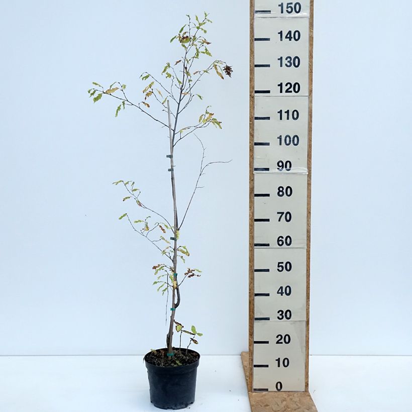 Esimerkki syksyllä toimitetusta Valkopyökki Quercifolia 4 litran/5 litran ruukku-taimesta