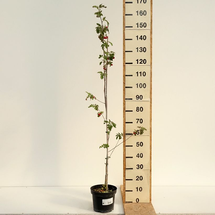 Esimerkki kesällä toimitetusta Valkopyökki Quercifolia Pot de 4L/5L-taimesta