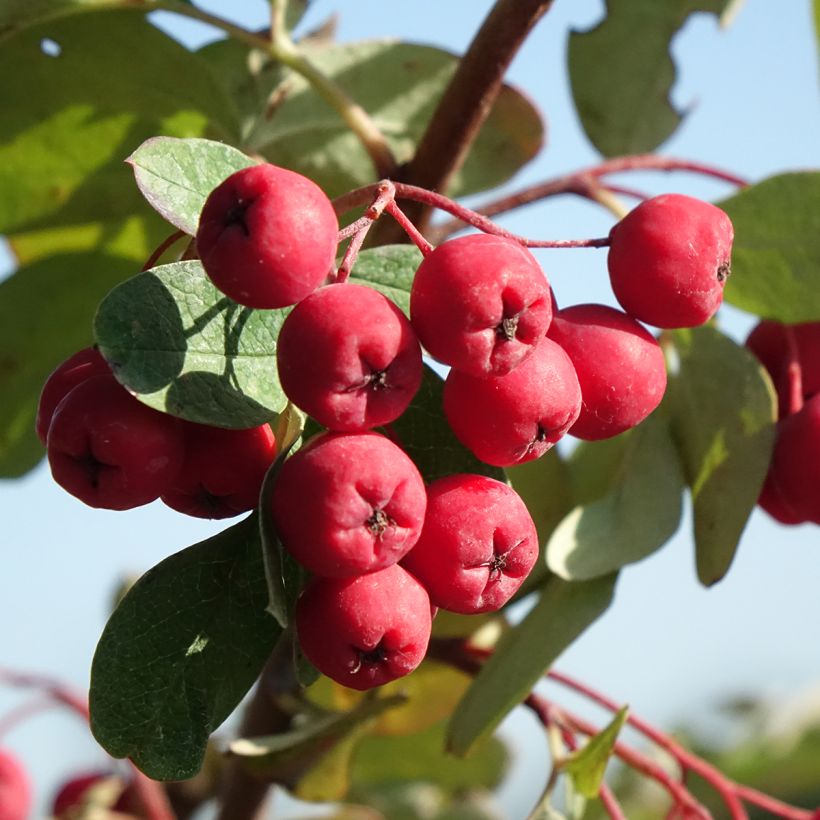 Valkopyökki Quercifolia (Sadonkorjuu)