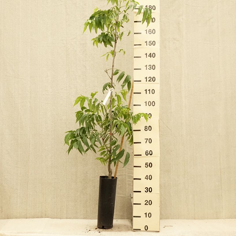 Esimerkki kesällä toimitetusta Carya illinoinensis Delmas - Noix de Pécan - Pacanier Pot de 6L/7L-taimesta