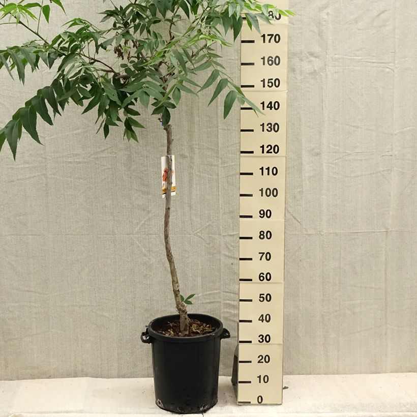 Esimerkki kesällä toimitetusta Carya illinoinensis - Noix de Pécan - Pacanier Pot de 20L/25L-taimesta