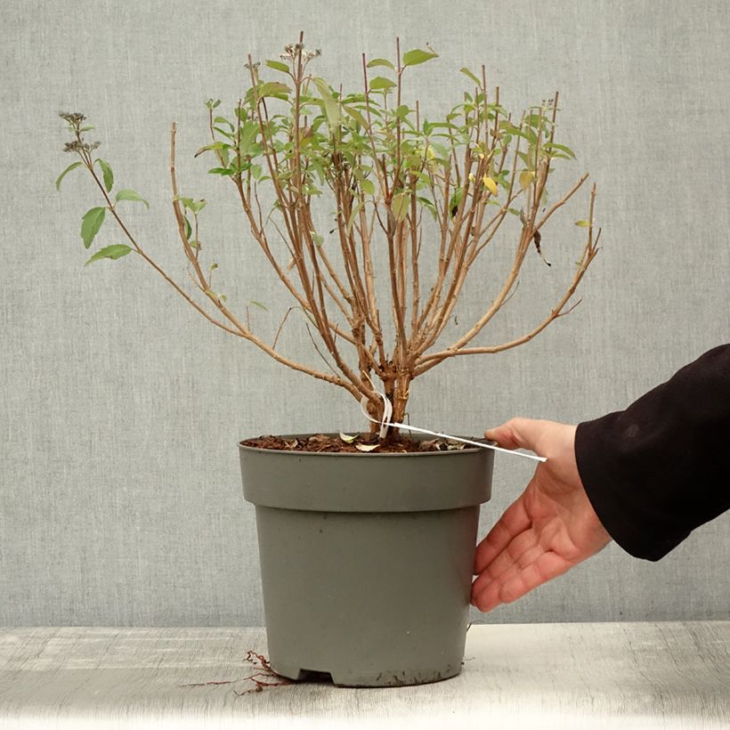 Esimerkki syksyllä toimitetusta Caryopteris clandonensis Dark Knight - Spirée bleue Pot de 4L/5L-taimesta