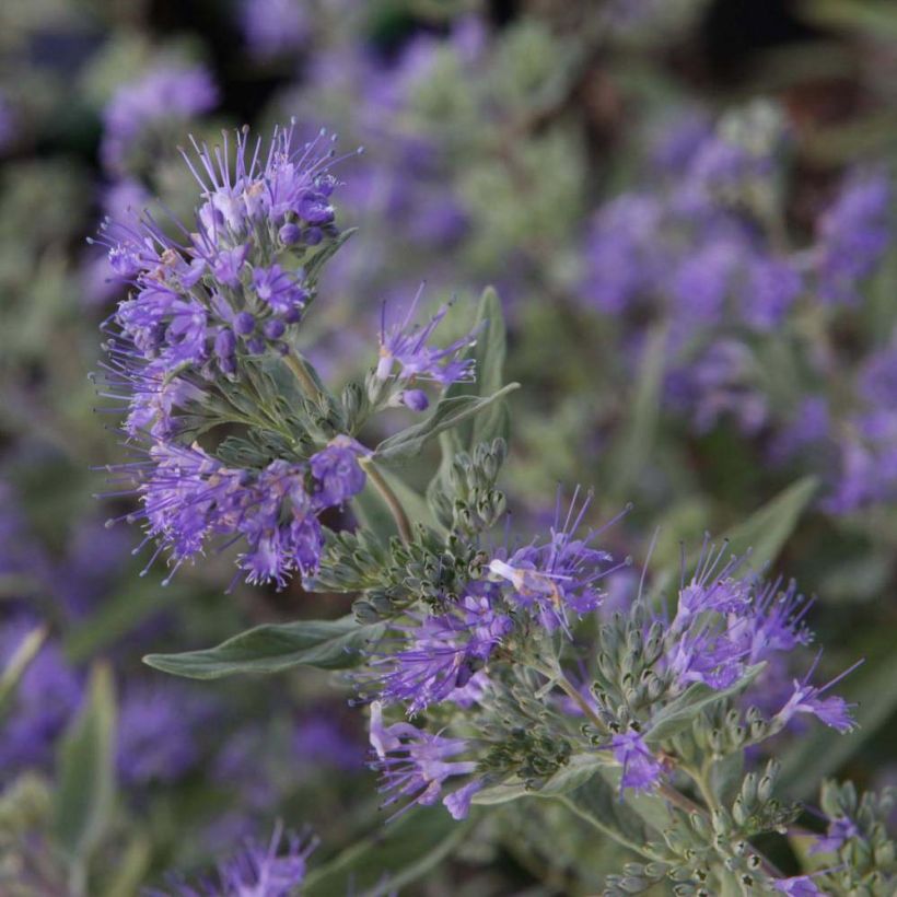 Jalorautaoksa Ferndown (Kukinta)