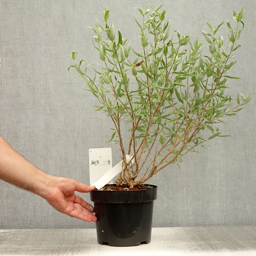 Esimerkki kesällä toimitetusta Jalorautaoksa First Choice Pot de 2L/3L-taimesta