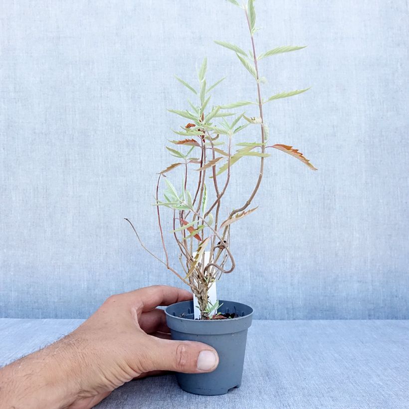 Esimerkki kesällä toimitetusta Jalorautaoksa Heavenly Blue Taimiruukku 8/9 cm-taimesta