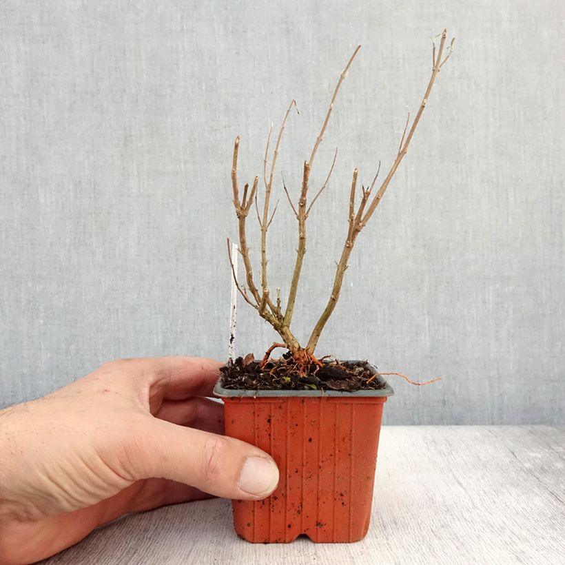 Esimerkki syksyllä toimitetusta Jalorautaoksa Kew Blue 8/9 cm taimiruukku-taimesta