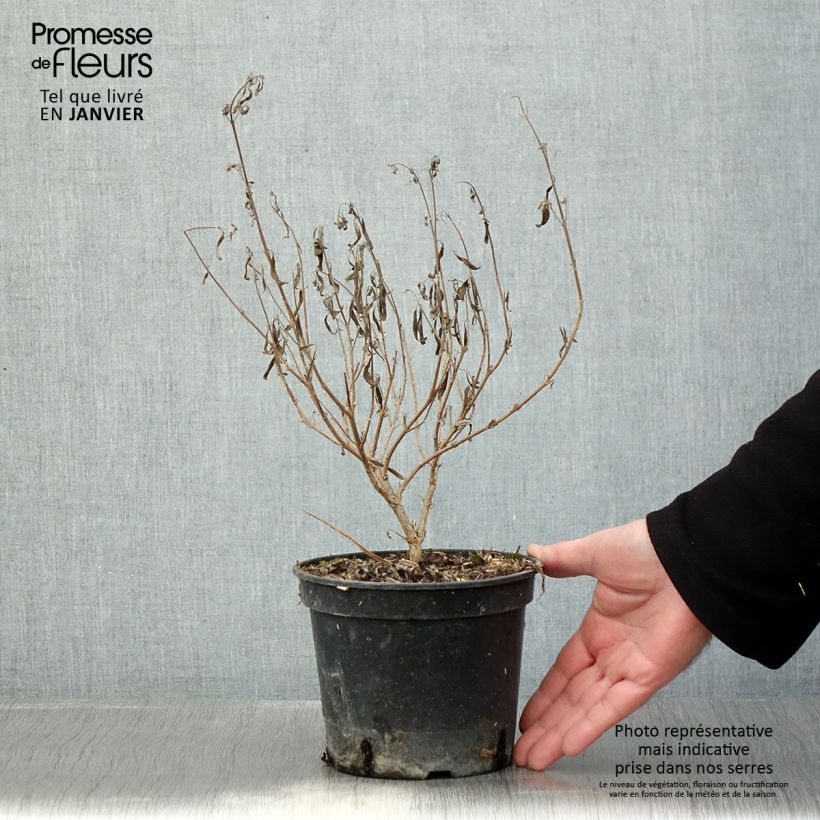 Esimerkki talvella toimitetusta Caryopteris clandonensis Kew Blue - Spirée bleue Pot de 2L/3L-taimesta