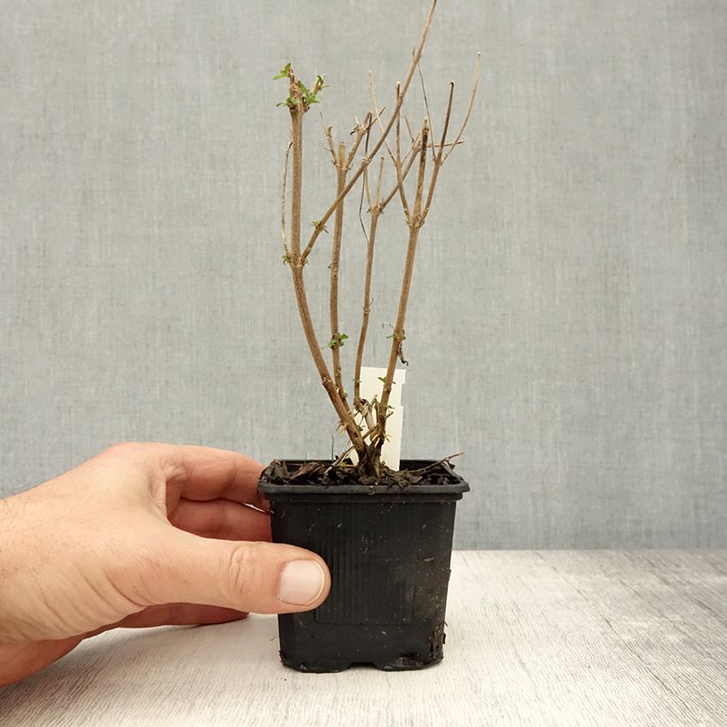Esimerkki syksyllä toimitetusta Jalorautaoksa Stephi 8/9 cm taimiruukku-taimesta
