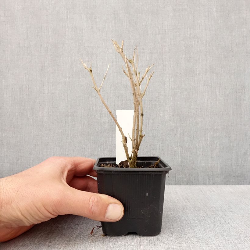 Esimerkki keväällä toimitetusta Jalorautaoksa Stephi Taimiruukku 8/9 cm-taimesta