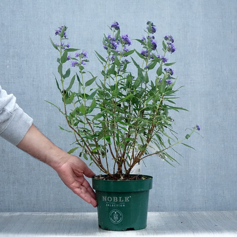 Esimerkki kesällä toimitetusta Jalorautaoksa Thetis Ruukku 2L / 3L-taimesta