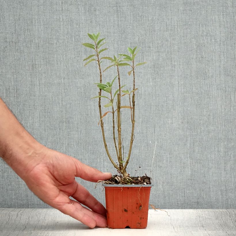 Esimerkki kesällä toimitetusta Jalorautaoksa Grand Bleu Taimiruukku 8/9 cm-taimesta